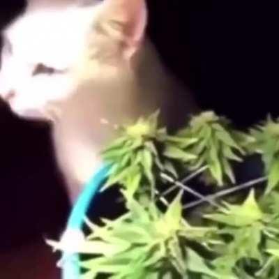 Meowijuana