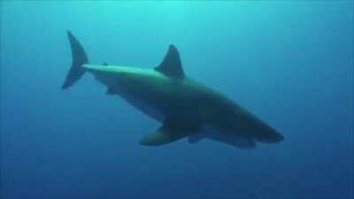 🔥 Have you ever seen a shark sneeze?