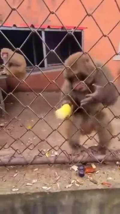 Man teases monkey with banana. Monkey wasn’t having it