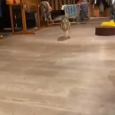 ever seen an owl running like this