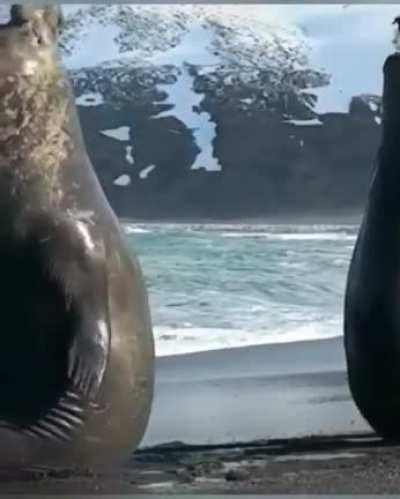 Elephant seals roaring and striking at each other.