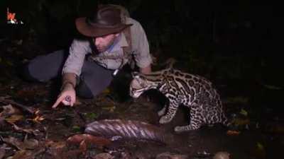 Startled Wild Cat