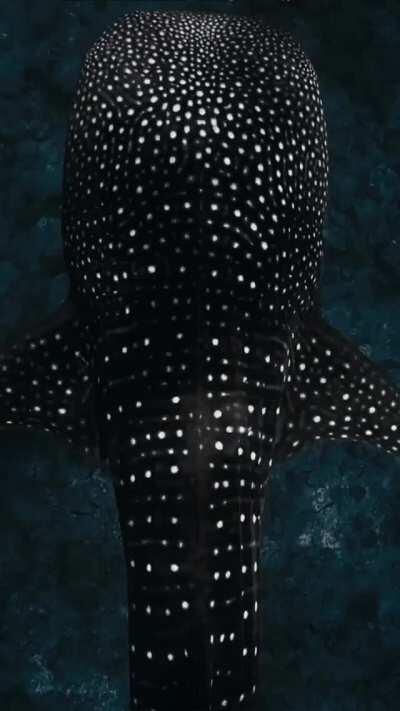 Whaleshark’s glowing spots caused by reflection of sunlight