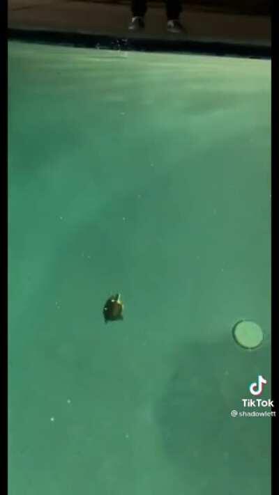 The Way Turtles Swim Is So Silly