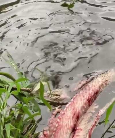 Baby alligator testing out a death roll