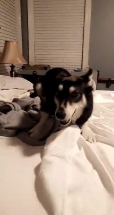 One eyed Husky’s Nighttime Tornado Zoomies