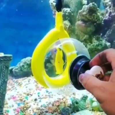 New way of removing a fish from the aquarium