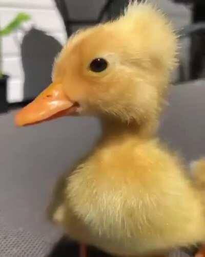 Golden duck to make ur day