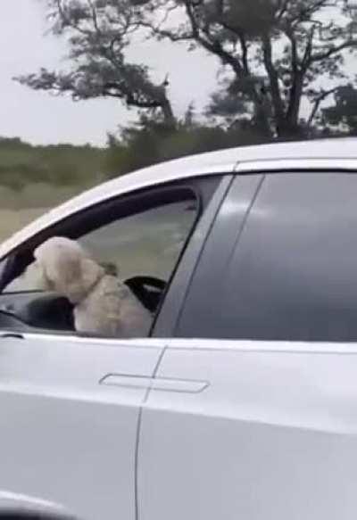 This dog is just &quot;driving&quot; a Tesla