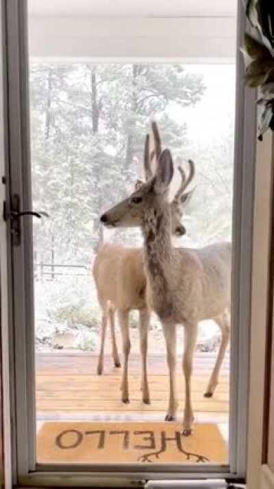 Two deers visiting after snowfall