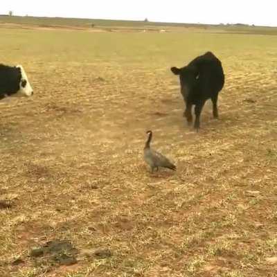 Cow trying to scare to a Canada Goose