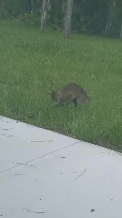 Bobcat hunting a baby alligator.