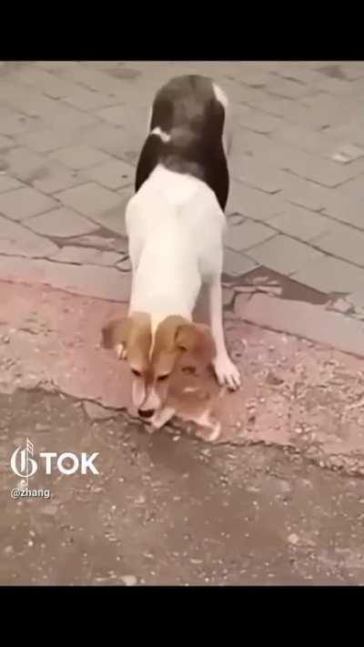 Loving and Caring Dog and Cat