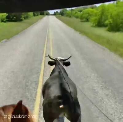 POV of cowboy catching a runaway bull with a lasso