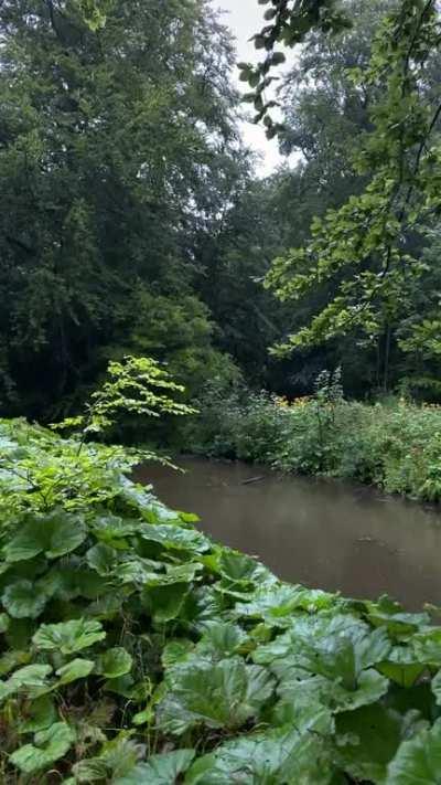 Early morning rain walk at the nearby pond’s in Aarhus, Denmark. Listen to the drops hitting those big leafes! Saw the weather forecast last night and had to get up and take a nice walk in the rain.