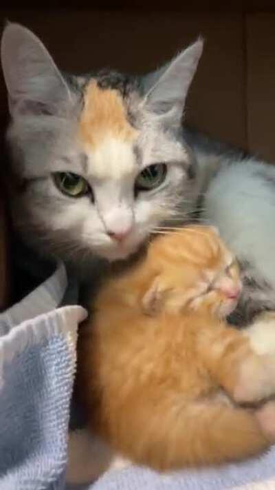 Kitten and Mom are safe now 🧡