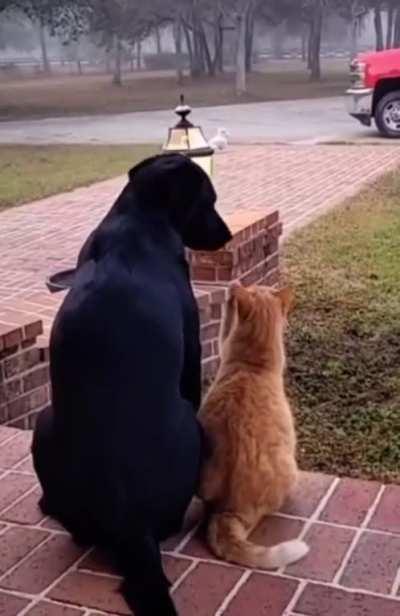 Porch Pals