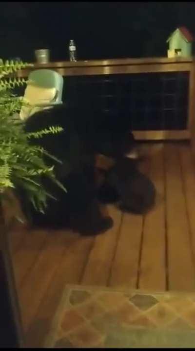 Mama bear scolds her cub for peeking into woman’s window