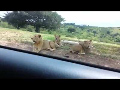 Lion: &quot;My Uber Eats is here&quot;