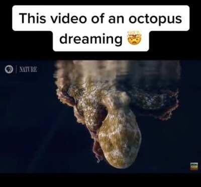 Octopus color changing from dreams