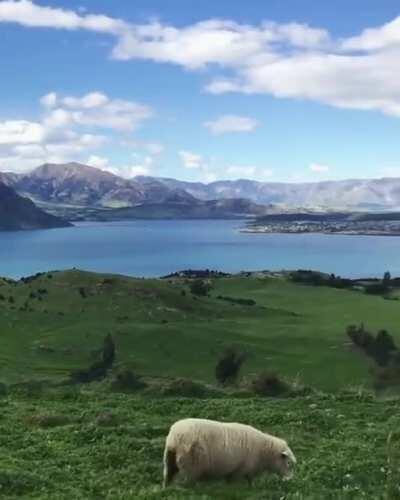 Natural Grasses of Wanaka, New Zealand