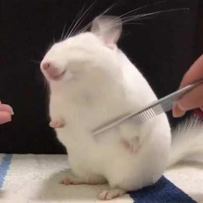 A chinchilla chillin being brushed