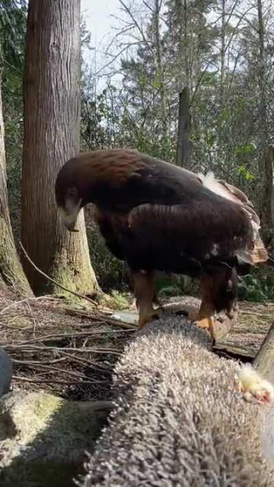 Illegally smol golden eagle