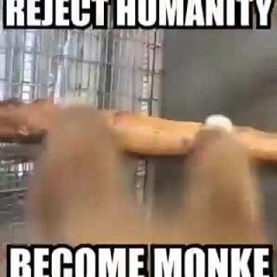 MONKE