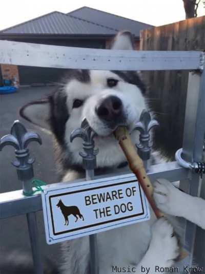 Beware of these frightful doggos!!