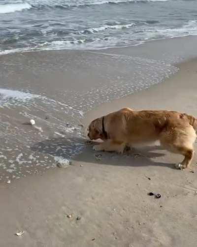 Good boy hates getting his paws wet