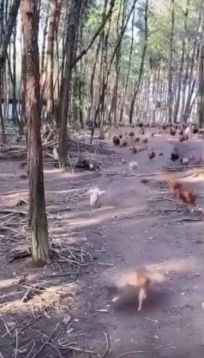 Man brings chicken army into war