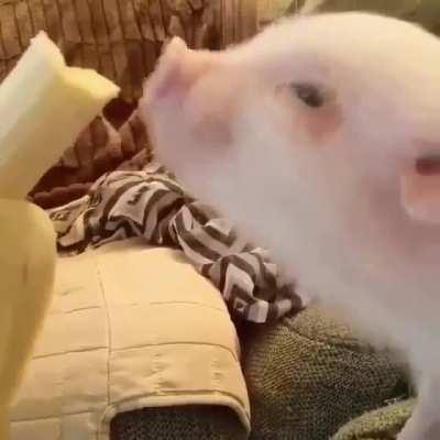 So cute Pig