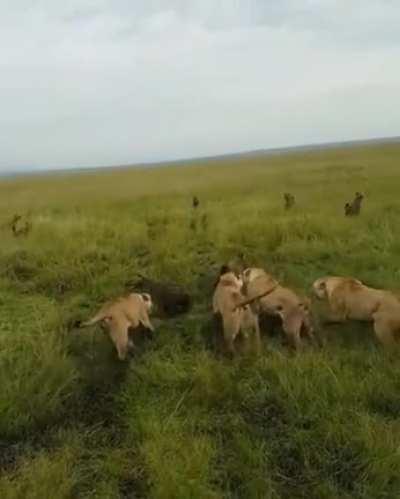 Hyenas chose the wrong day to hunt a lion