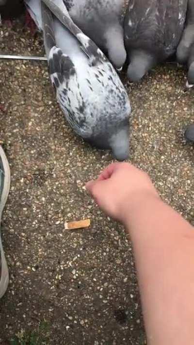 Pigeons don’t care about anything