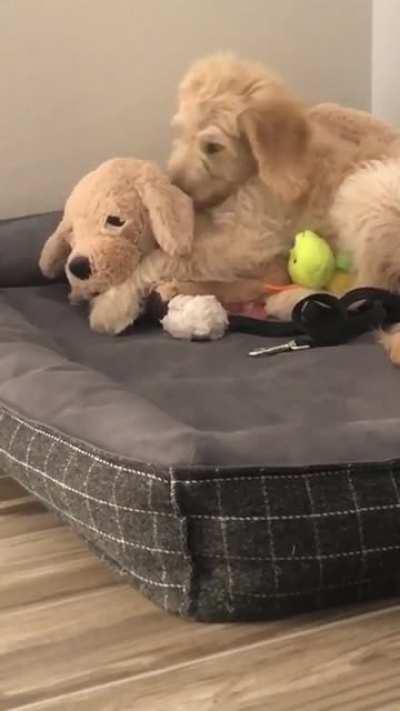 Got my sister’s labradoodle puppy a familiar looking friend!