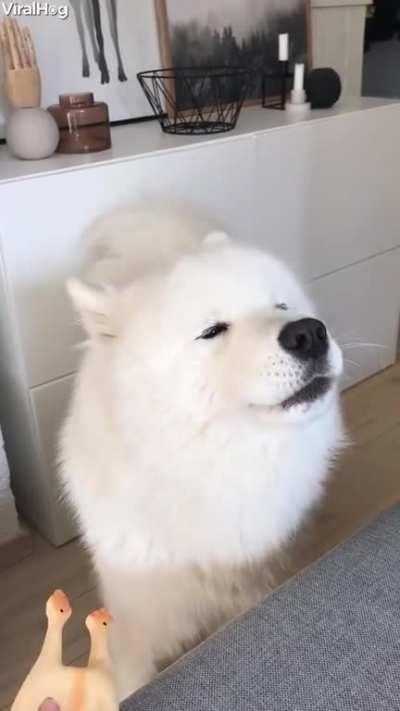 cloud doggo sings along with its rubber chicken