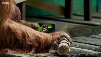 Wild orangutan learns to saw wood, joined by Spy competition...
