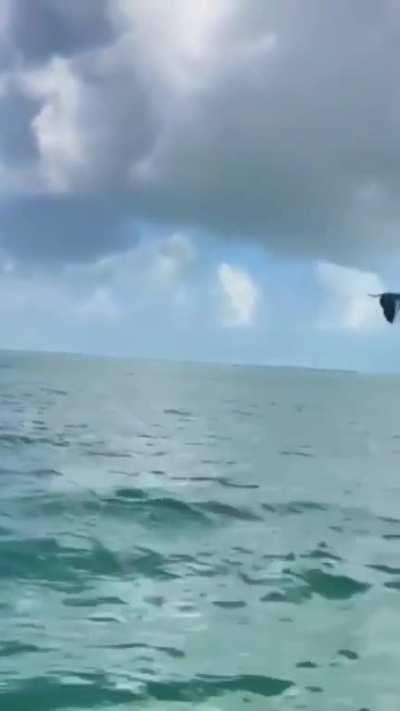 Dolphin launches fish in the air and seabird catches it