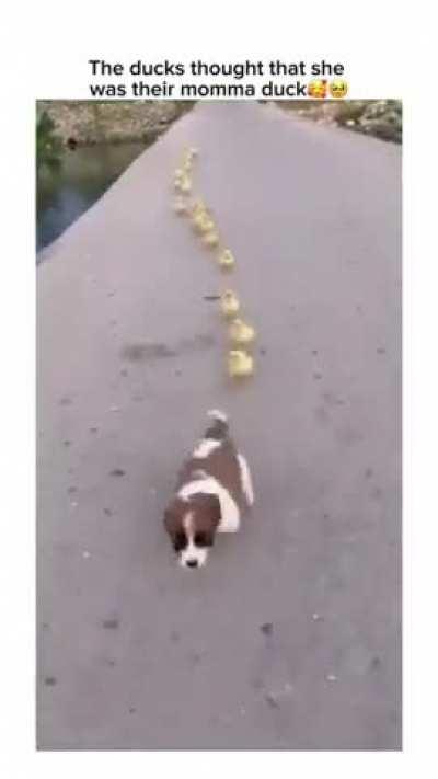 Pup became the leader of the ducklings