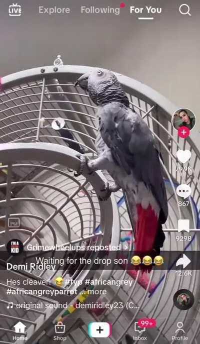 Your bird listens to Skepta 🤣