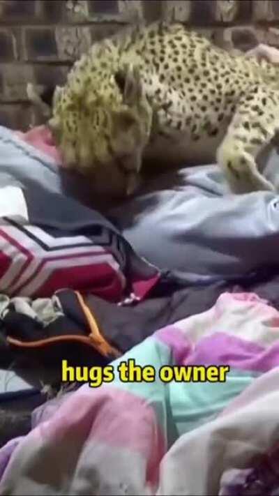 Sweet loving cheetah