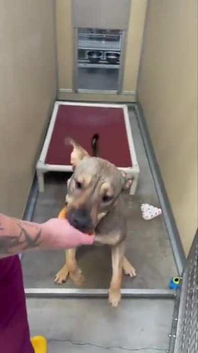 cheeseburger treats for these good doggos in a shelter