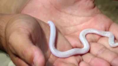 It's a Mexican mole lizard, also known as the five-toed worm lizard. Found only in Mexico, it is one of only three species of lizards that have two legs and a wormlike body.