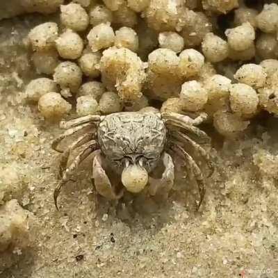 A sand bubbler crab making tiny sand balls