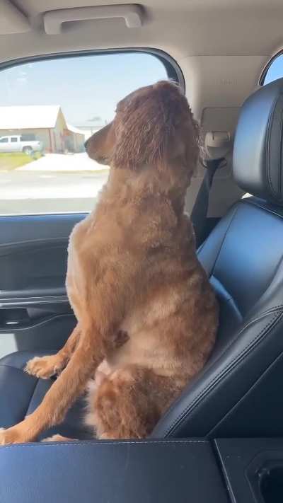 Dog's silent treatment after a groomer visit