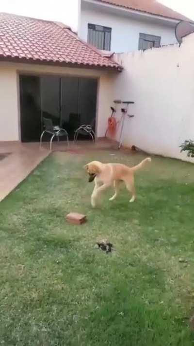 All he needs for happiness is a brick