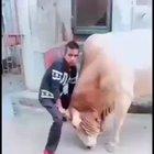 messing with a Moo WCGW