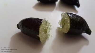 Squeezing a finger lime, also known as lime caviar