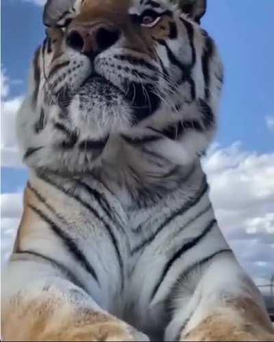 Rare video of a Striped Cow