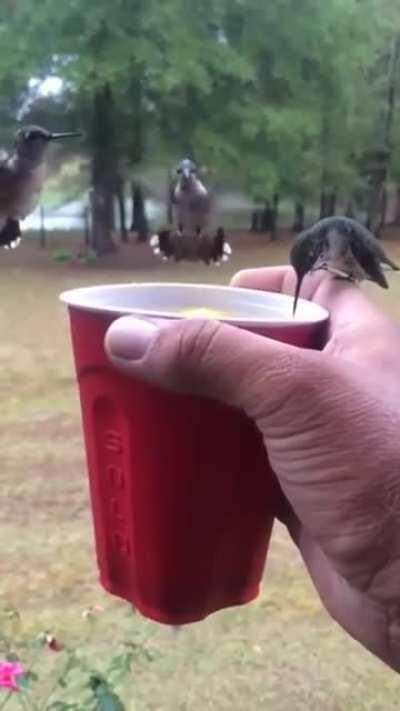 Hummingbirds having a drink